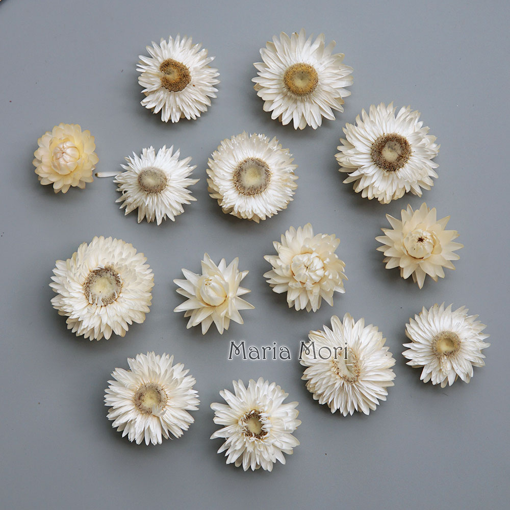 Natural Dried Colorful Chrysan - Candle Making Activity review and price