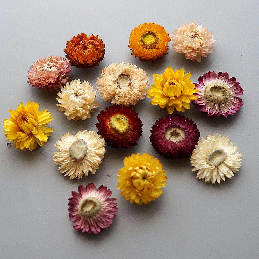 Natural Dried Colorful Chrysan - Candle Making Activity review and price