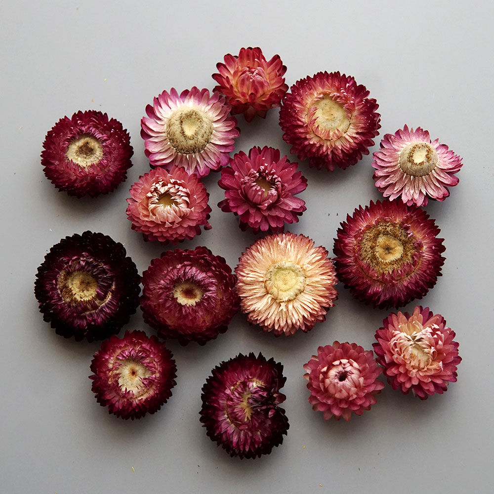 Natural Dried Colorful Chrysan - Candle Making Activity review and price