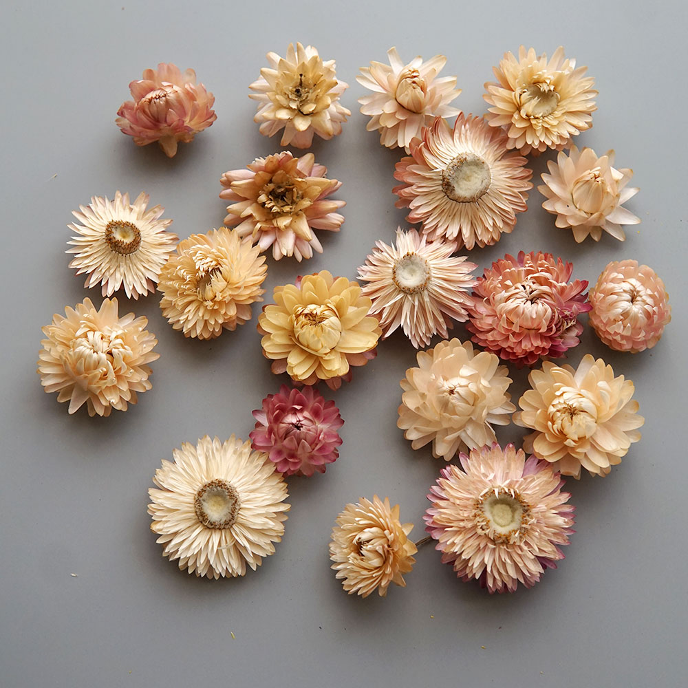 Natural Dried Colorful Chrysan - Candle Making Activity review and price